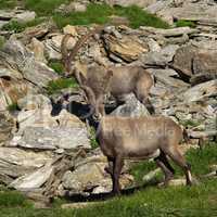Two young alpine ibex