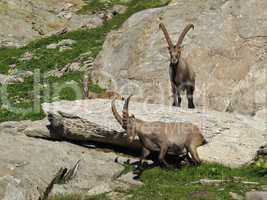 Three alpine ibex