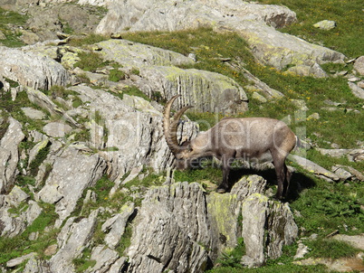 Grazing alpine ibex in the Swiss Alps