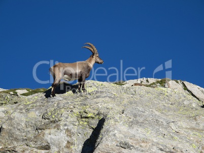 Little alpine ibex climbing on a rock