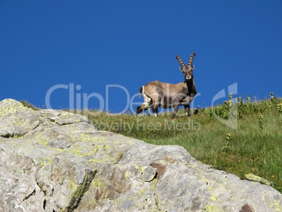 Alpine ibex looking at me