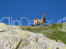 Alpine ibex looking at me