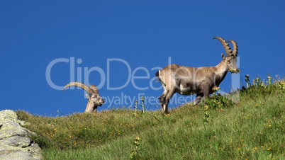 Two cute alpine ibex
