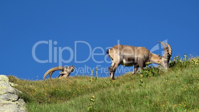 Two alpine ibex on a meadow