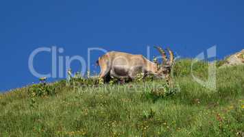 Grazing alpine ibex