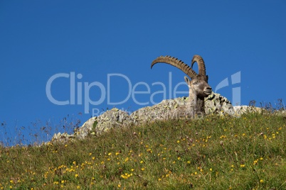 Head of a cute alpine ibex
