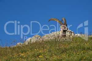 Head of a cute alpine ibex