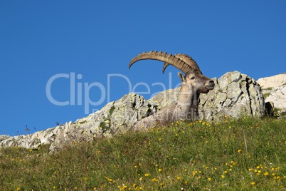 Cute alpine ibex having a rest