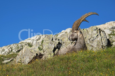 Beautiful lying alpine ibex,