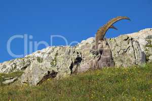 Beautiful lying alpine ibex,