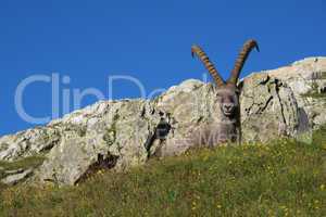 Alpine ibex lying on a meadow