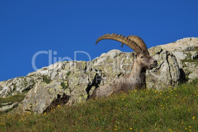 Alpine ibex lying on a meadow