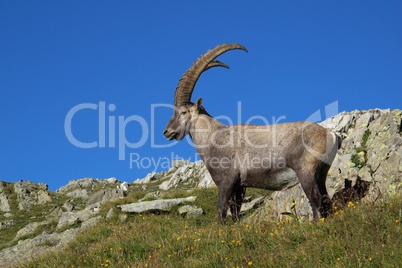 Beautiful alpine ibex