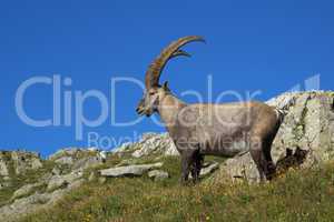 Beautiful alpine ibex