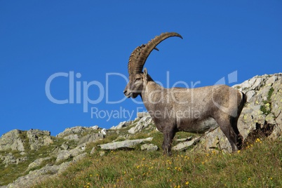Standing alpine ibex