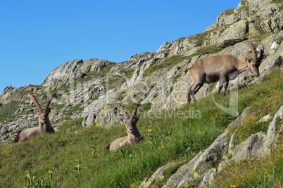 Group of alpine ibex
