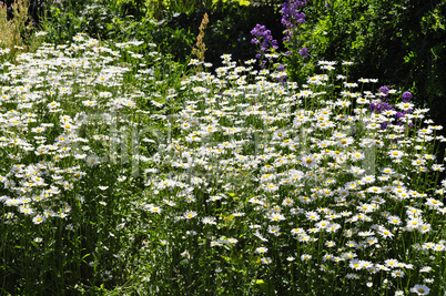 meadow daisies