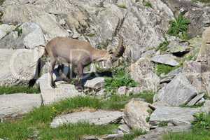 Young alpine ibex