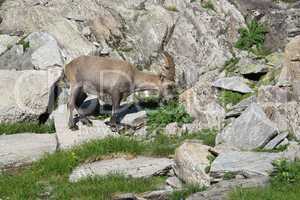 Cute young alpine ibex