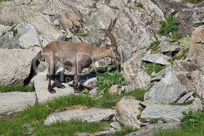 Alpine ibex eating thistles