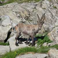 Cute alpine ibex