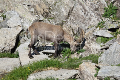 Alpine ibex baby grazing
