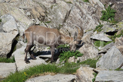 Little young alpine ibex