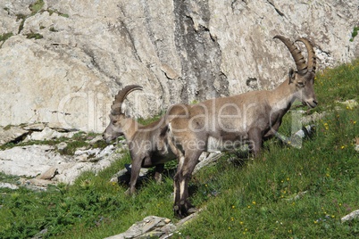 Two alpine ibex