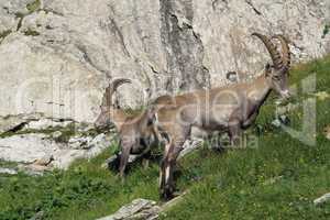 Two alpine ibex