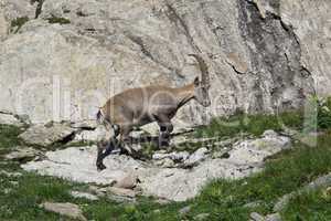 Walking young alpine ibex