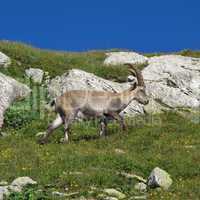 Little walking alpine ibex