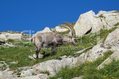 Grazing alpine ibex