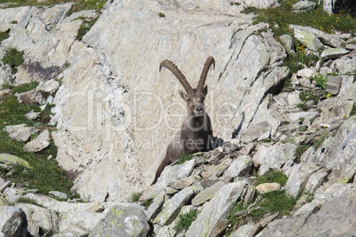 Lying alpine ibex