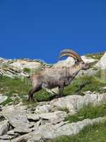 Alpine ibex, rare wild animal
