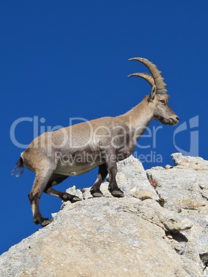 Master climber alpine ibex