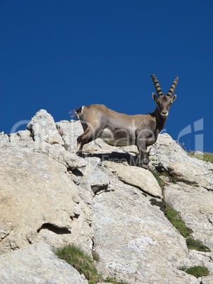 Alpine ibex looking down at me