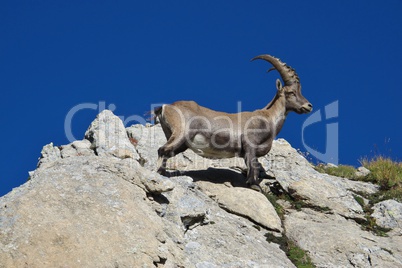 Young alpine ibex on a rock