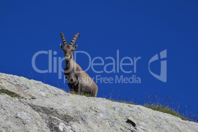 Alpine ibex looking down from a rock