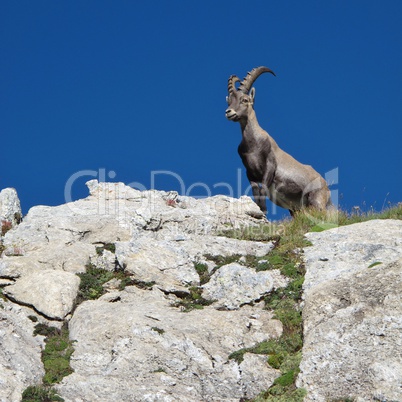 Proud alpine ibex