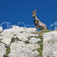 Proud alpine ibex