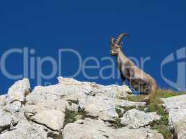 Proud young alpine ibex