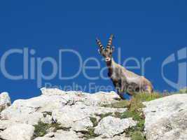 Curious alpine ibex