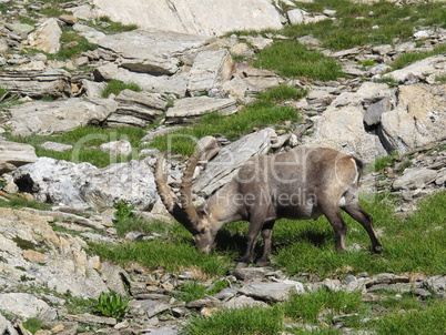 Grazing alpine ibex