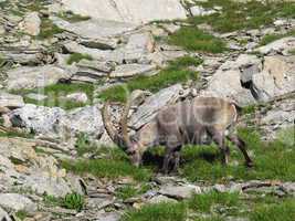 Grazing alpine ibex