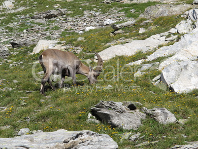 Young alpine ibex grazing