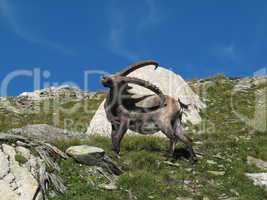 Alpine Ibex scratching himself