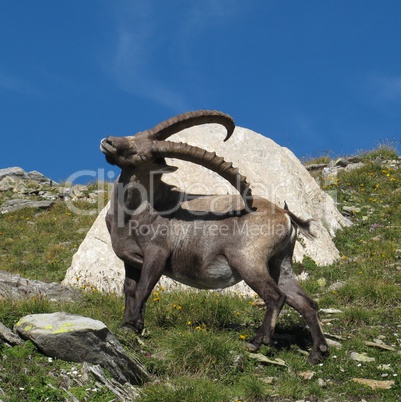 Alpine ibex scratching himself