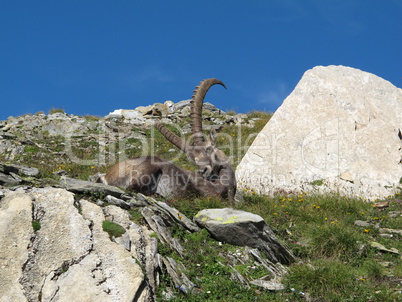Lazy alpine ibex