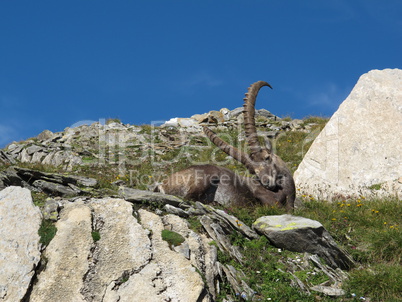 Resting alpine ibex