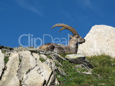 Lying alpine ibex